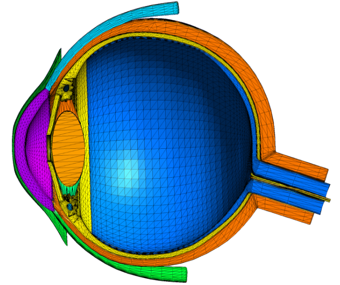 Eye2brain Image